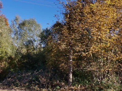 Bandere "progutalo" rastinje