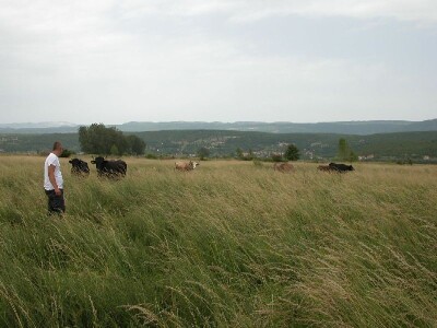 Banić i njegove krave na ispaši u Sinjskom polju