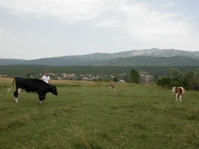 Bože Banić i njegove krave na ispaši uz rijeku Cetinu
