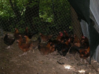 Božine kokoši hrvatice na otvorenome, uskoro će ih biti 500-700