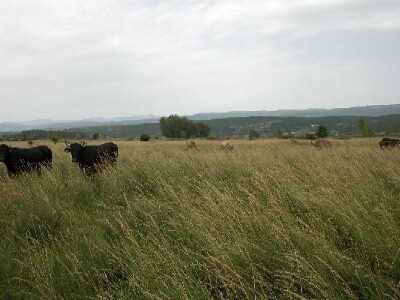 Banićeve muzne krave u Sinjskom polju nadomak Cetine