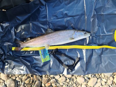 Banjalučanin jedini osvojio “kraljicu drinskih dubina”, Pribojac i Čačanin izvučeni "iz šešira" Banjalučanin jedini osvojio “kraljicu drinskih dubina”, Pribojac i Čačanin izvučeni "iz šešira"