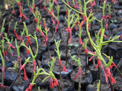 Banka sjemena u Keniji