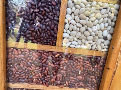 Banka sjemena u Keniji