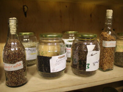 Banka sjemena u Keniji Banka sjemena u Keniji