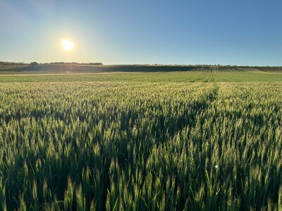 Banovo brdo pred smiraj dana