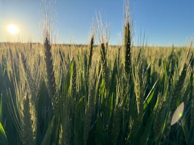 Banovo brdo pred smiraj dana