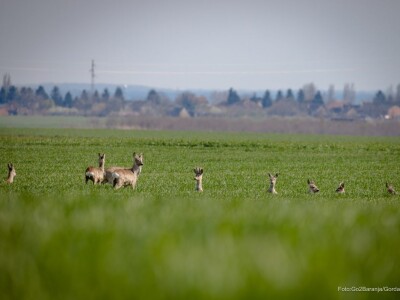Baranja kroz objektiv lokalnog fotografa