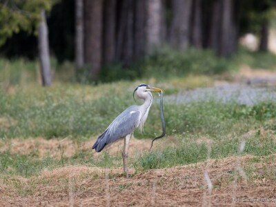 Baranja kroz objektiv lokalnog fotografa