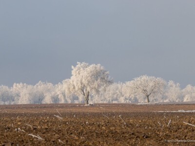 Baranja kroz objektiv lokalnog fotografa