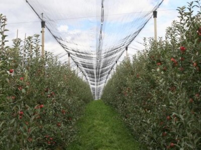 Baranjski voćnjaci d.o.o