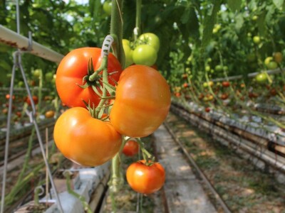 Baranjsko voće i povrće Filakov