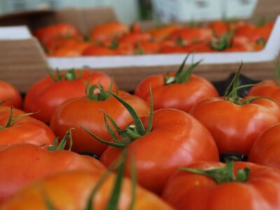 Baranjsko voće i povrće Filakov