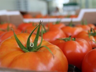 Baranjsko voće i povrće Filakov