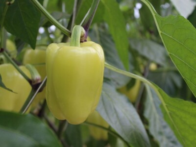 Baranjsko voće i povrće Filakov