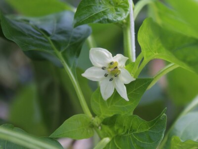 Baranjsko voće i povrće Filakov