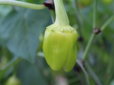 Baranjsko voće i povrće Filakov