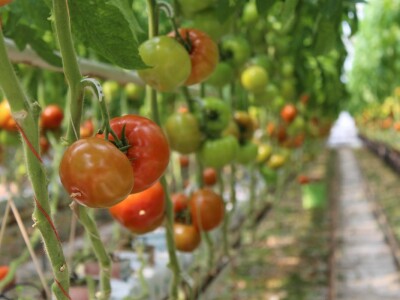 Baranjsko voće i povrće Filakov