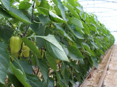 Baranjsko voće i povrće Filakov