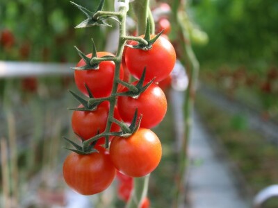 Baranjsko voće i povrće Filakov