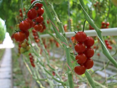 Baranjsko voće i povrće Filakov