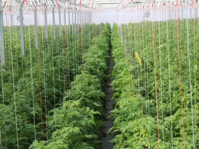 Baranjsko voće i povrće Filakov