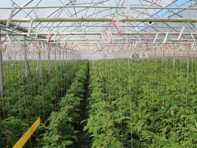 Baranjsko voće i povrće Filakov