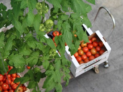 Baranjsko voće i povrće Filakov