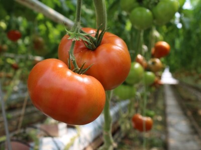 Baranjsko voće i povrće Filakov