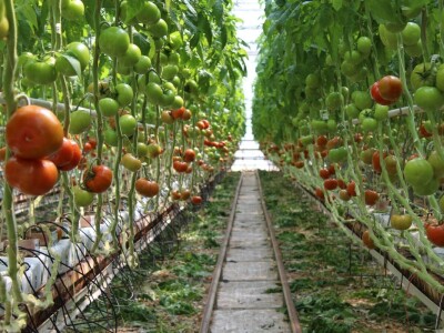 Baranjsko voće i povrće Filakov