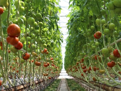 Baranjsko voće i povrće Filakov