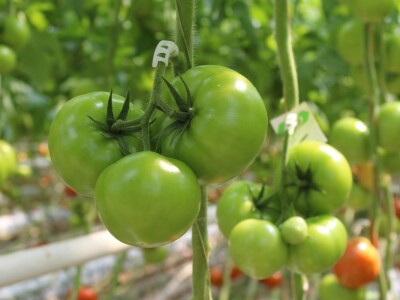 Baranjsko voće i povrće Filakov