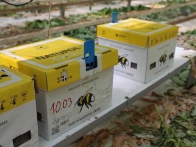 Baranjsko voće i povrće Filakov