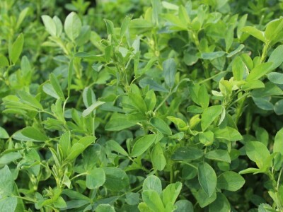 Barenbrug, studijsko putovanje u Rusiju