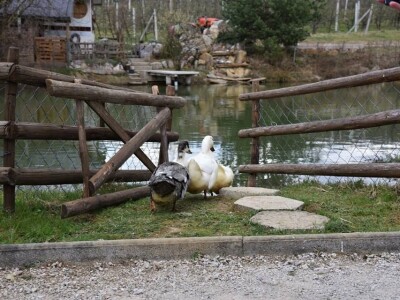 Baš Bašča: Šefket Hrustanović danas uživa u plodovima svog predanog rada Baš Bašča: Šefket Hrustanović danas uživa u plodovima svog predanog rada