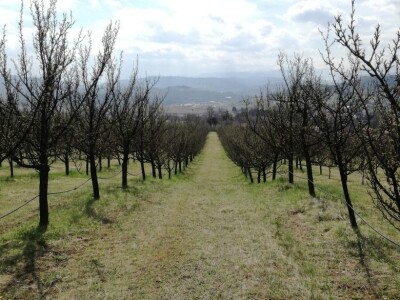 Baš Bašča: Šefket Hrustanović danas uživa u plodovima svog predanog rada Baš Bašča: Šefket Hrustanović danas uživa u plodovima svog predanog rada