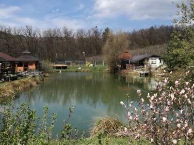 Baš Bašča: Šefket Hrustanović danas uživa u plodovima svog predanog rada Baš Bašča: Šefket Hrustanović danas uživa u plodovima svog predanog rada