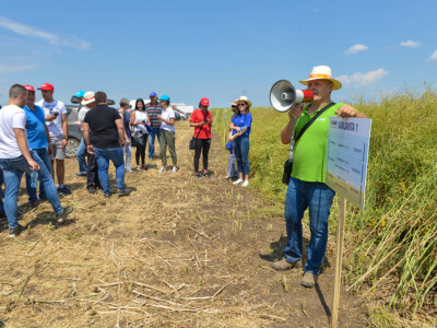 BASF Dani polja u Đurđinu i Pančevu