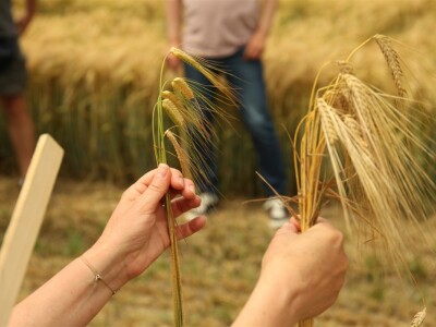 BASF Dani polja u Vaškoj 2022.