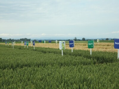 BASF Dani polja u Vaškoj 2022.