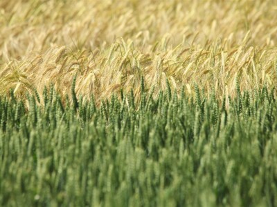 BASF Dani polja u Vaškoj 2022.