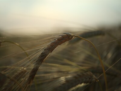 BASF Dani polja u Vaškoj 2022.