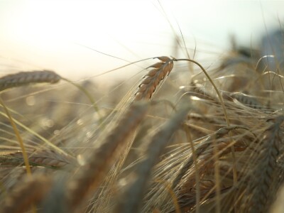BASF Dani polja u Vaškoj 2022.