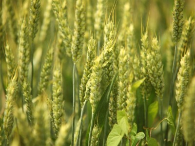 BASF Dani polja u Vaškoj 2022.