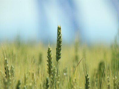 BASF Dani polja u Vaškoj 2022.