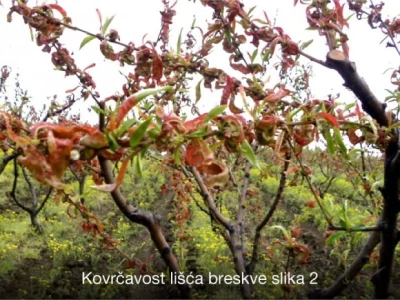 Pravovremeno zaštitite svoje voćke!