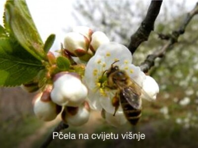 Pravovremeno zaštitite svoje voćke! Pravovremeno zaštitite svoje voćke!