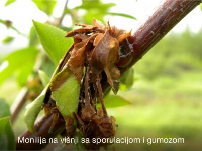 Pravovremeno zaštitite svoje voćke! Pravovremeno zaštitite svoje voćke!