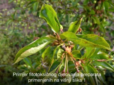 Pravovremeno zaštitite svoje voćke! Pravovremeno zaštitite svoje voćke!