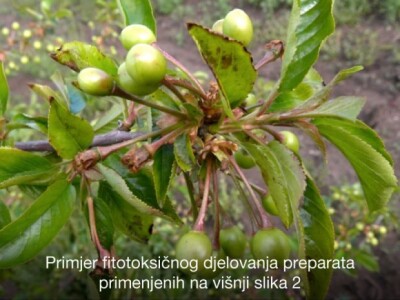 Pravovremeno zaštitite svoje voćke! Pravovremeno zaštitite svoje voćke!